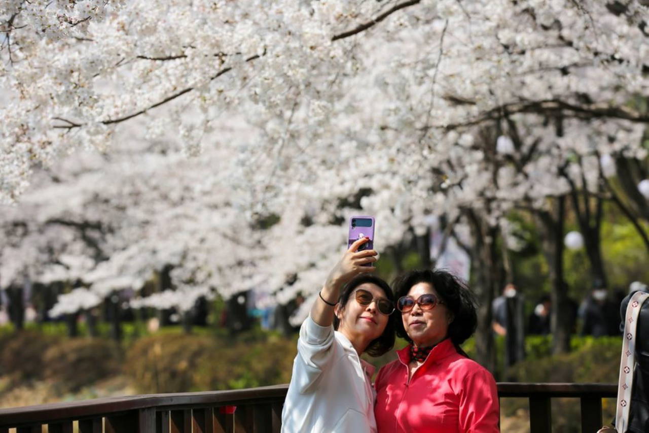 Kiraz çiçekleri Seul'e baharı getirdi