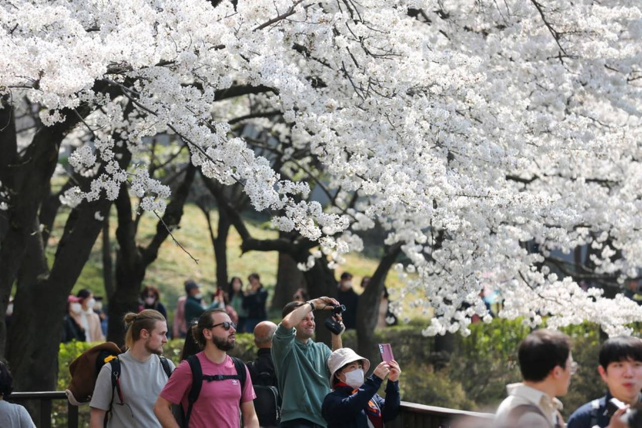Kiraz çiçekleri Seul'e baharı getirdi