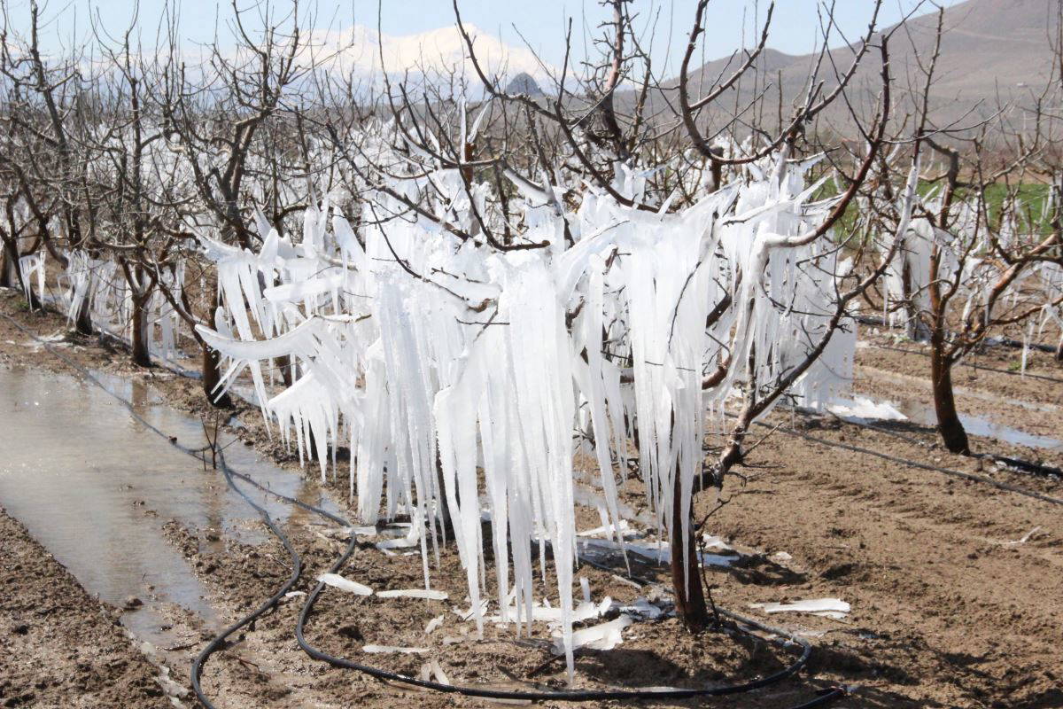 Dona karşı sulanan elma ağaçları buzulları aratmadı