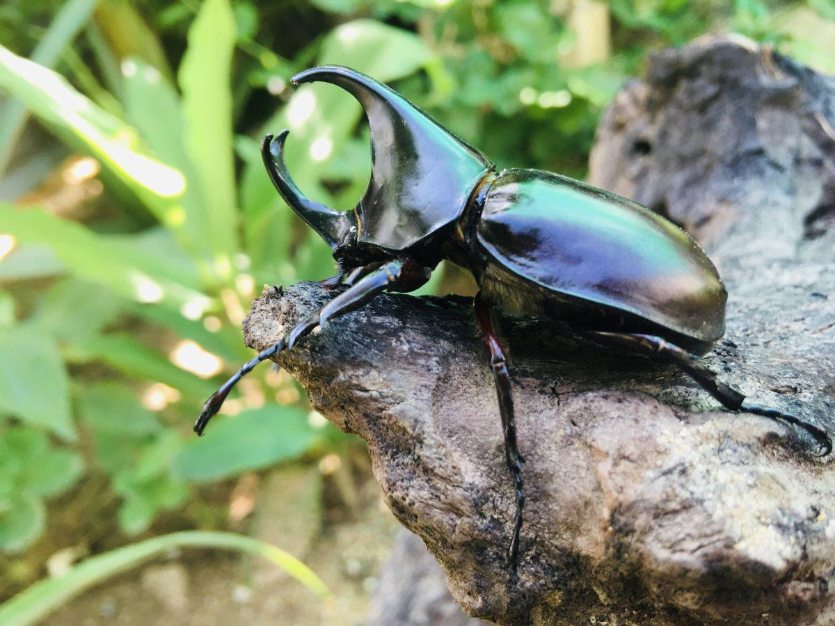 Böcek dünyasına yakından bakış