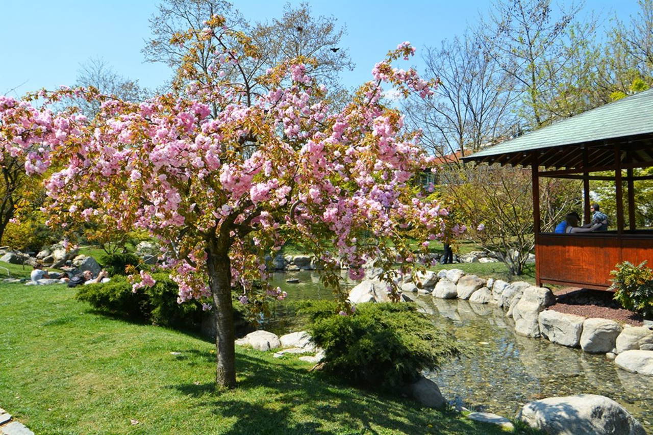 Yaşam ve ölümün simgesi: Sakura zamanı yaklaşıyor!