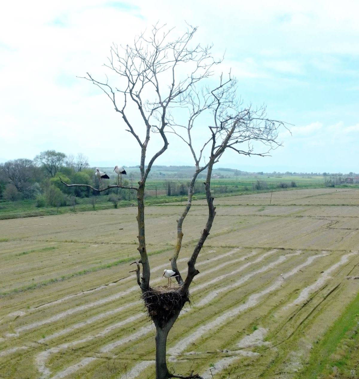 Leylekler Kızılırmak Deltası Kuş Cenneti'ndeki yuvalarına döndü