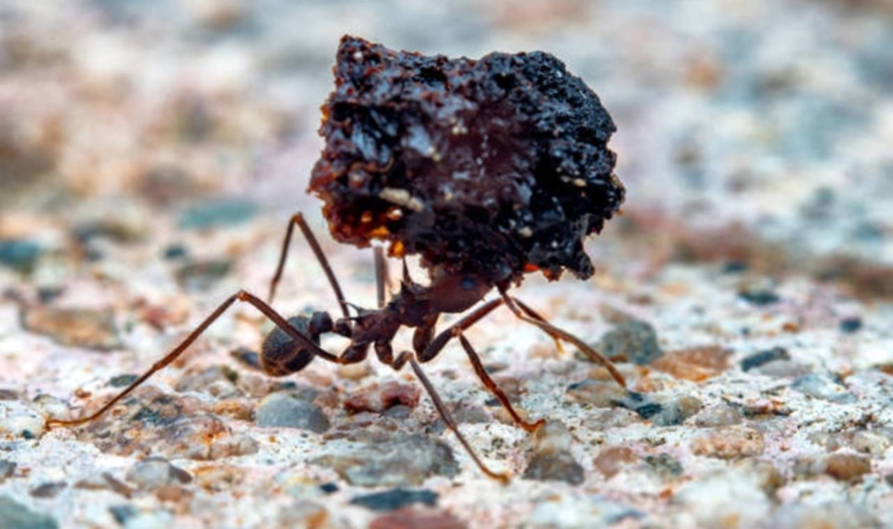 Karıncalar hakkında bilinmeyen 10 gerçek!