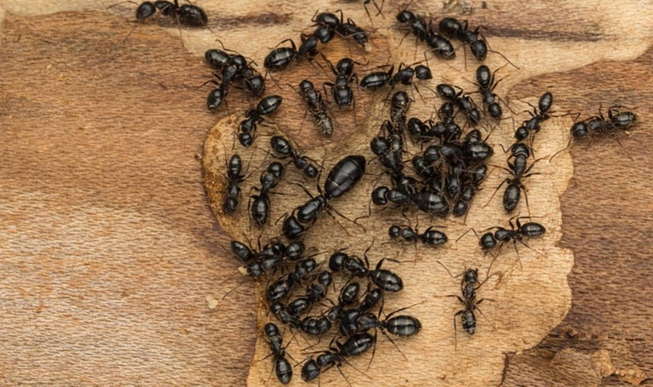 Karıncalar hakkında bilinmeyen 10 gerçek!