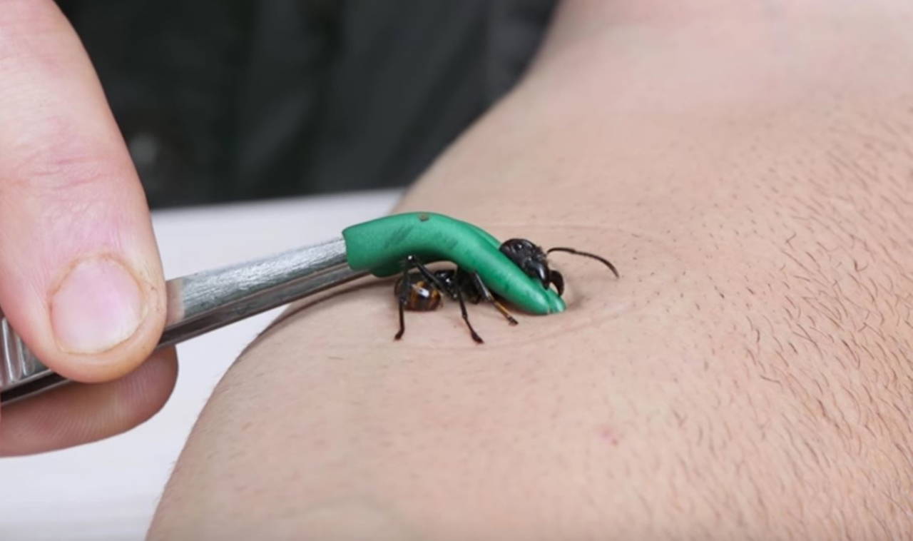 Karıncalar hakkında bilinmeyen 10 gerçek!