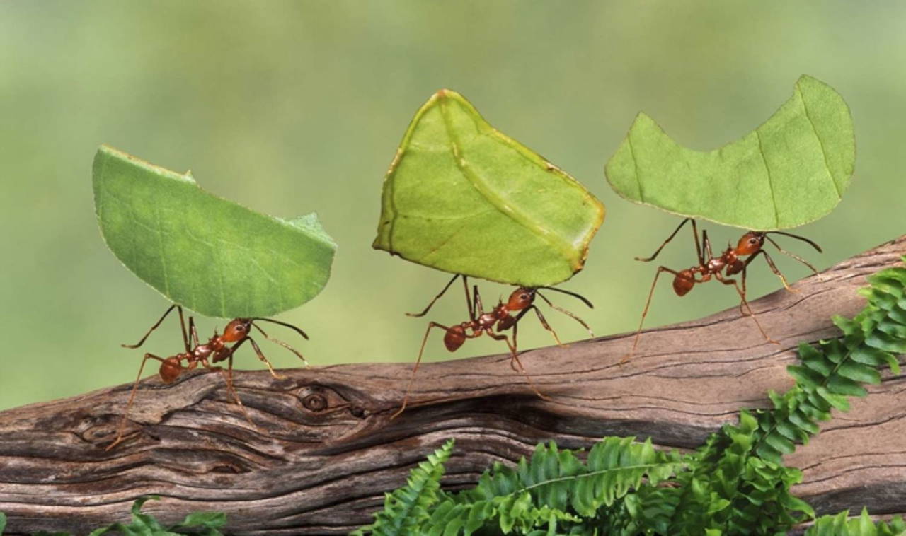 Karıncalar hakkında bilinmeyen 10 gerçek!