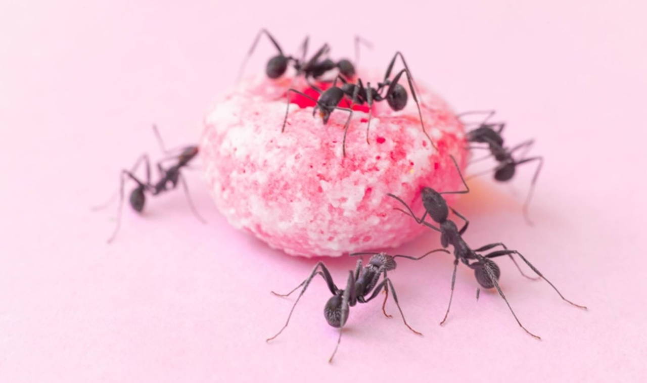 Karıncalar hakkında bilinmeyen 10 gerçek!