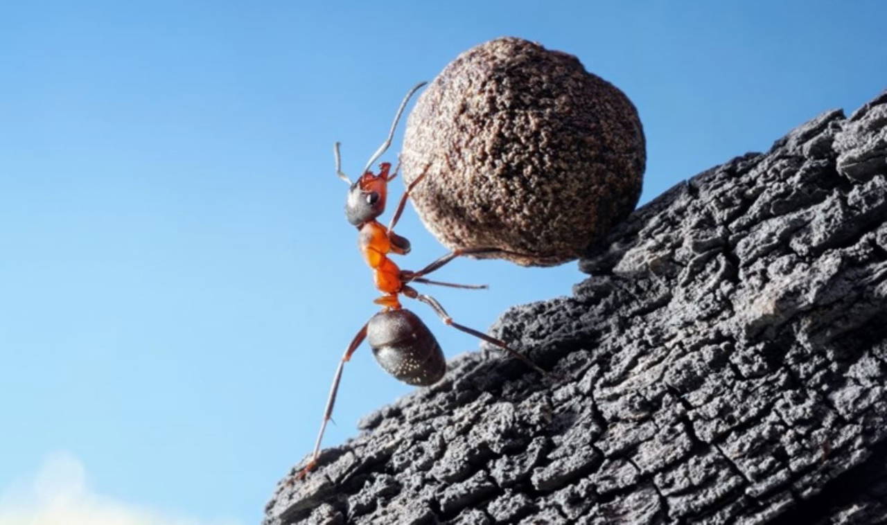 Karıncalar hakkında bilinmeyen 10 gerçek!