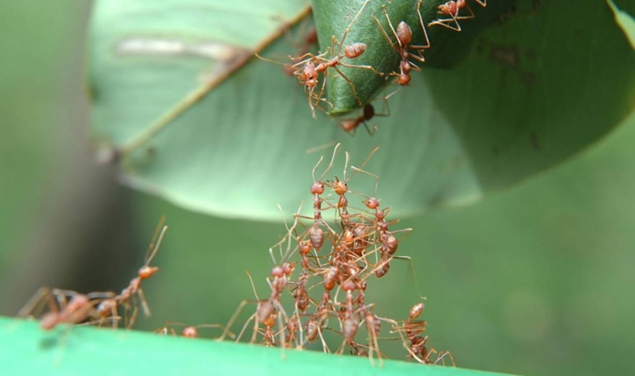 Karıncalar hakkında bilinmeyen 10 gerçek!