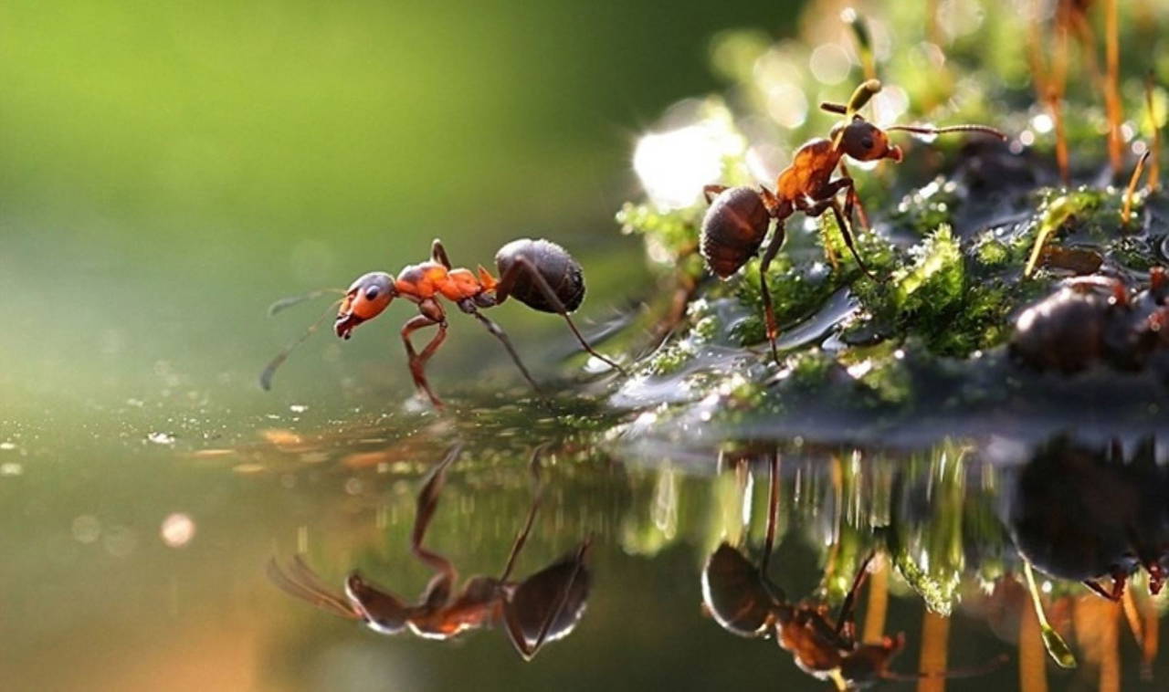 Karıncalar hakkında bilinmeyen 10 gerçek!