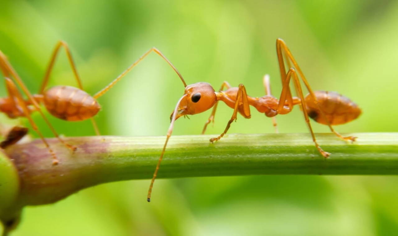 Karıncalar hakkında bilinmeyen 10 gerçek!