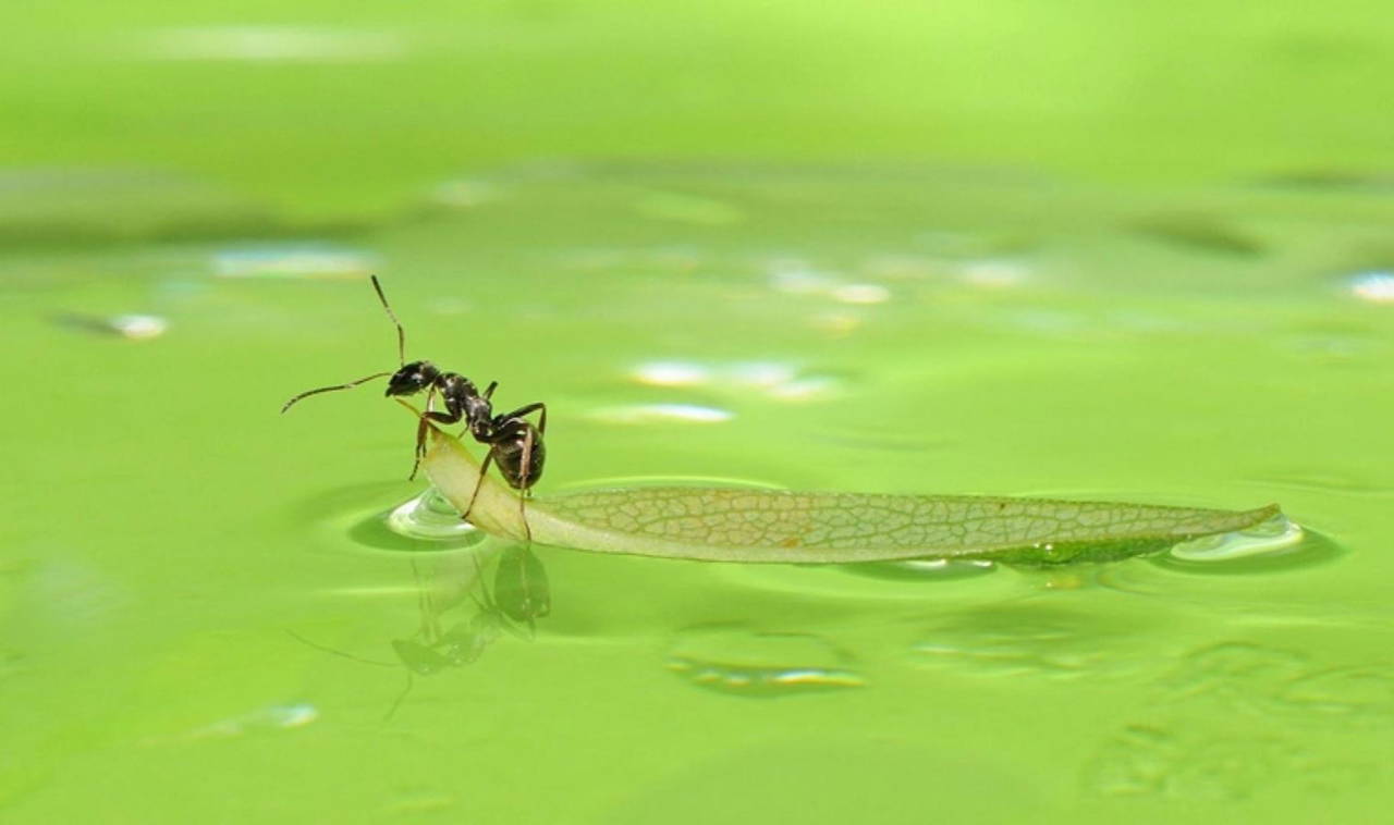 Karıncalar hakkında bilinmeyen 10 gerçek!