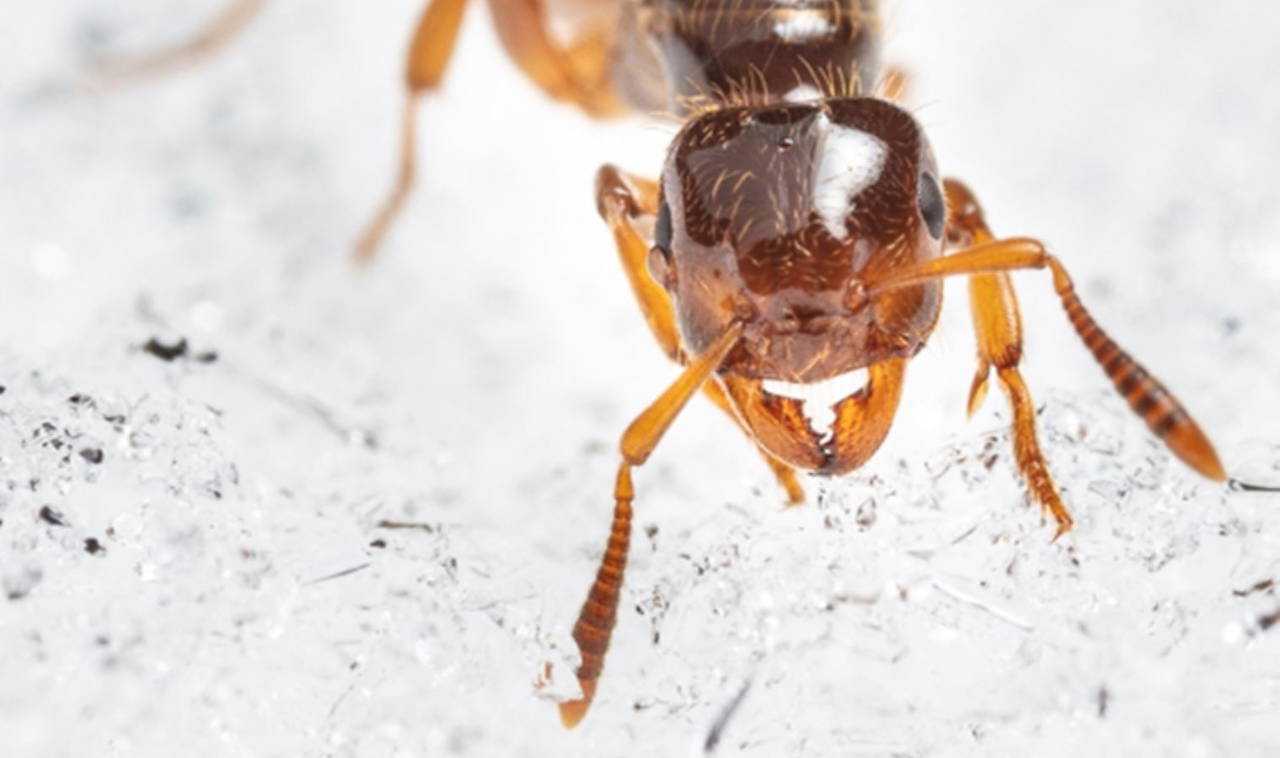 Karıncalar hakkında bilinmeyen 10 gerçek!