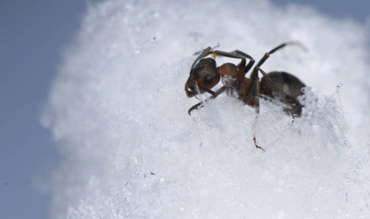 Karıncalar hakkında bilinmeyen 10 gerçek!