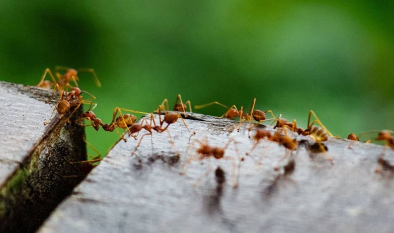 Karıncalar hakkında bilinmeyen 10 gerçek!