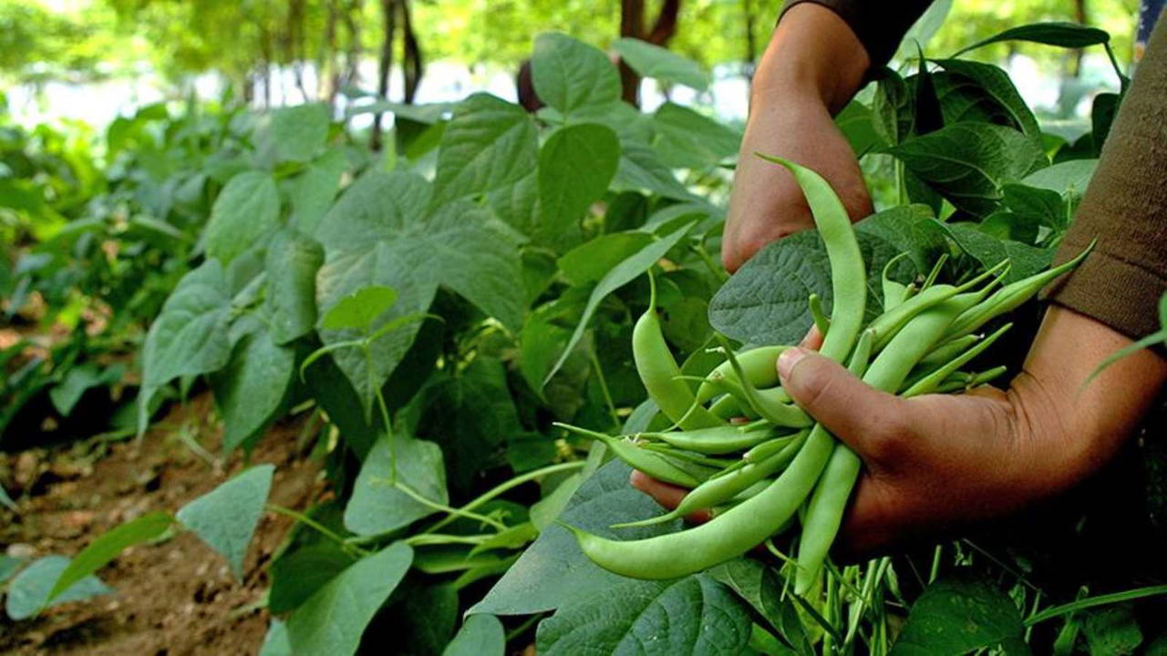 Hafızanızı güçlendirmek için bu besinleri tüketin !