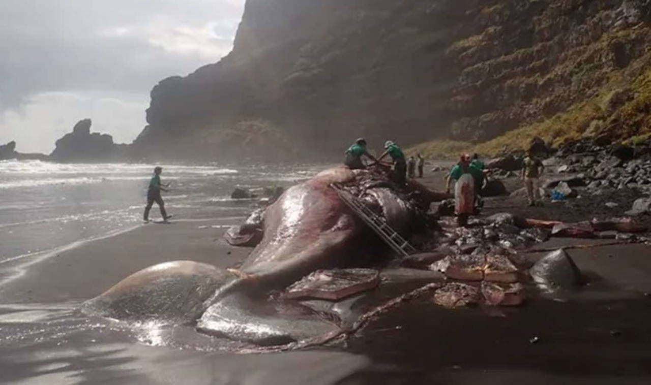 Ölü balinanın bağırsağından 14 milyon TL değerinde bir servet çıktı