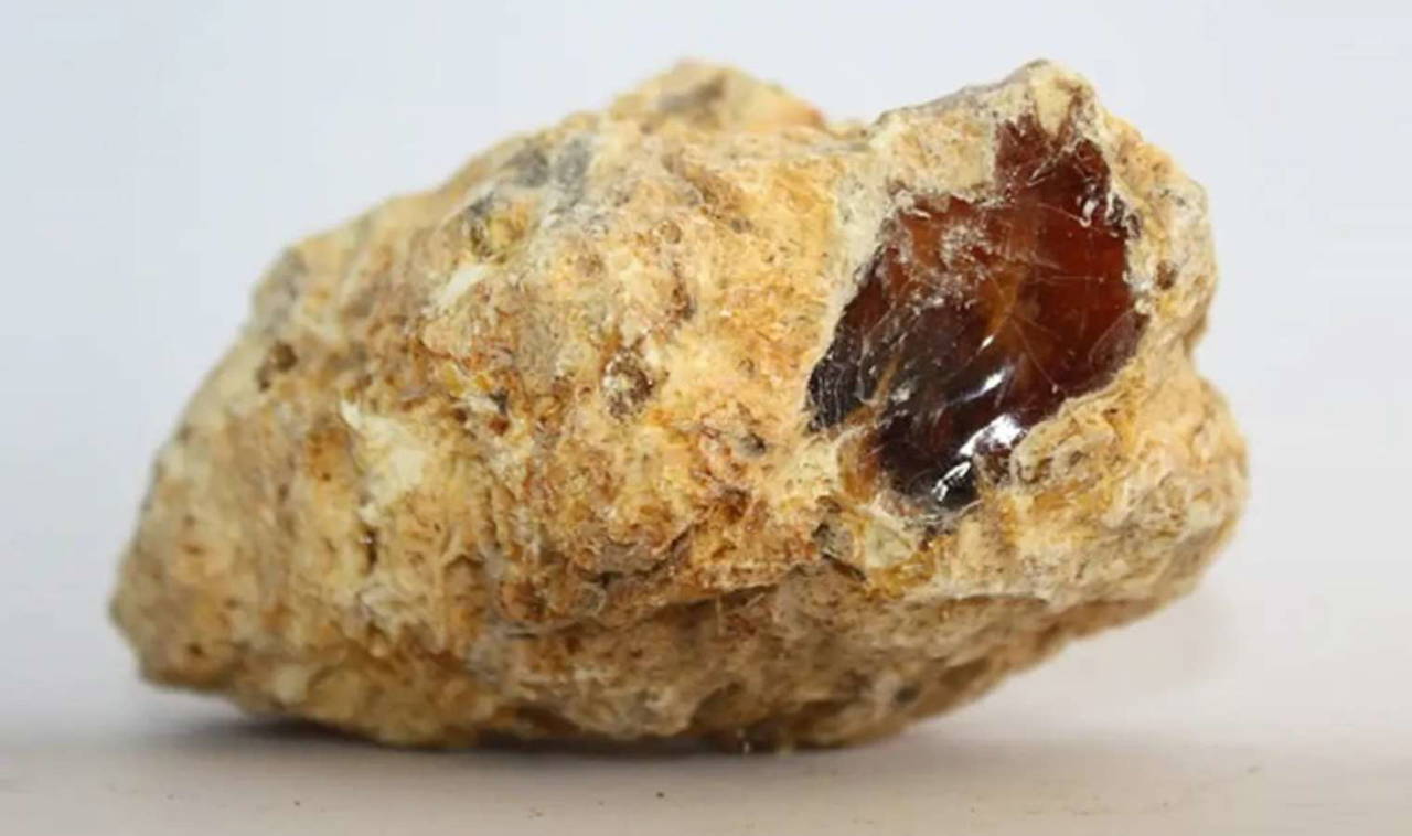 Ölü balinanın bağırsağından 14 milyon TL değerinde bir servet çıktı