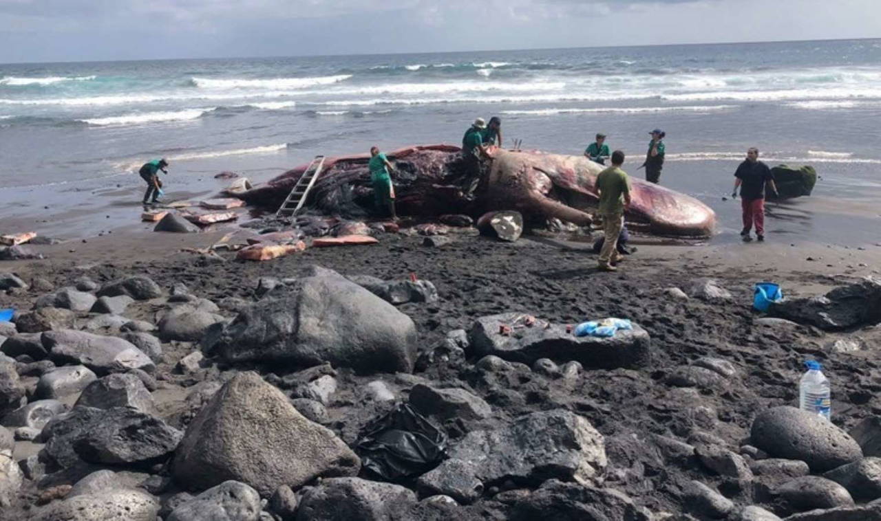 Ölü balinanın bağırsağından 14 milyon TL değerinde bir servet çıktı