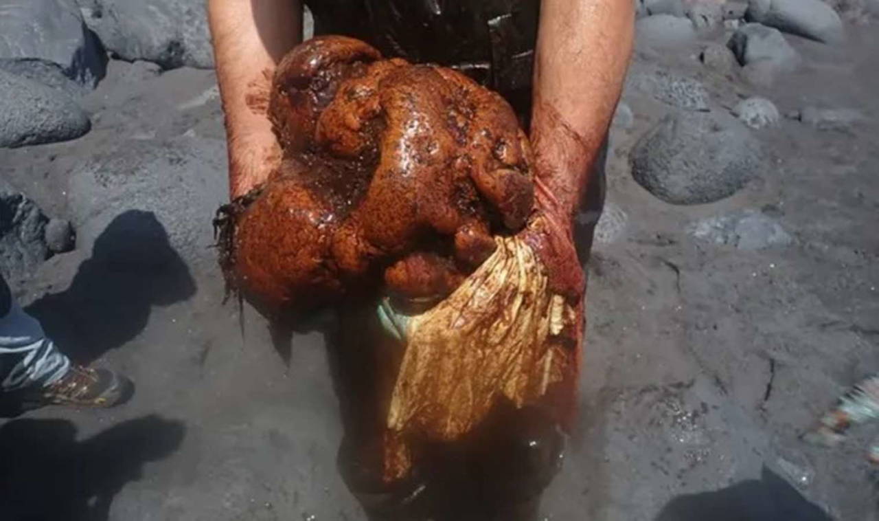 Ölü balinanın bağırsağından 14 milyon TL değerinde bir servet çıktı