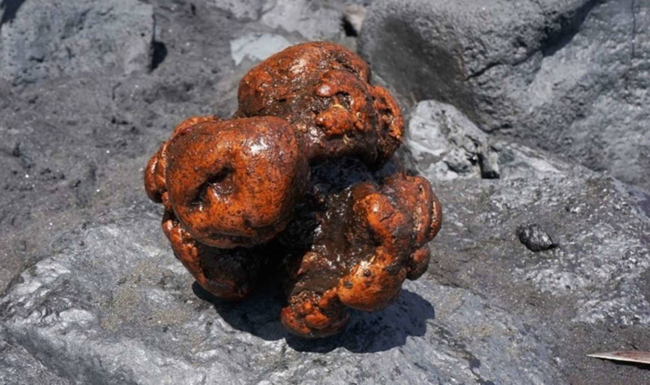 Ölü balinanın bağırsağından 14 milyon TL değerinde bir servet çıktı