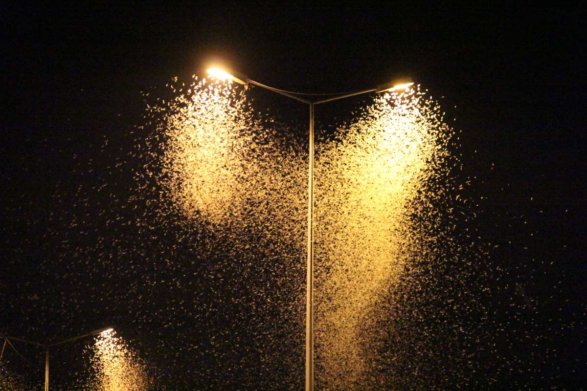Sakarya'da 