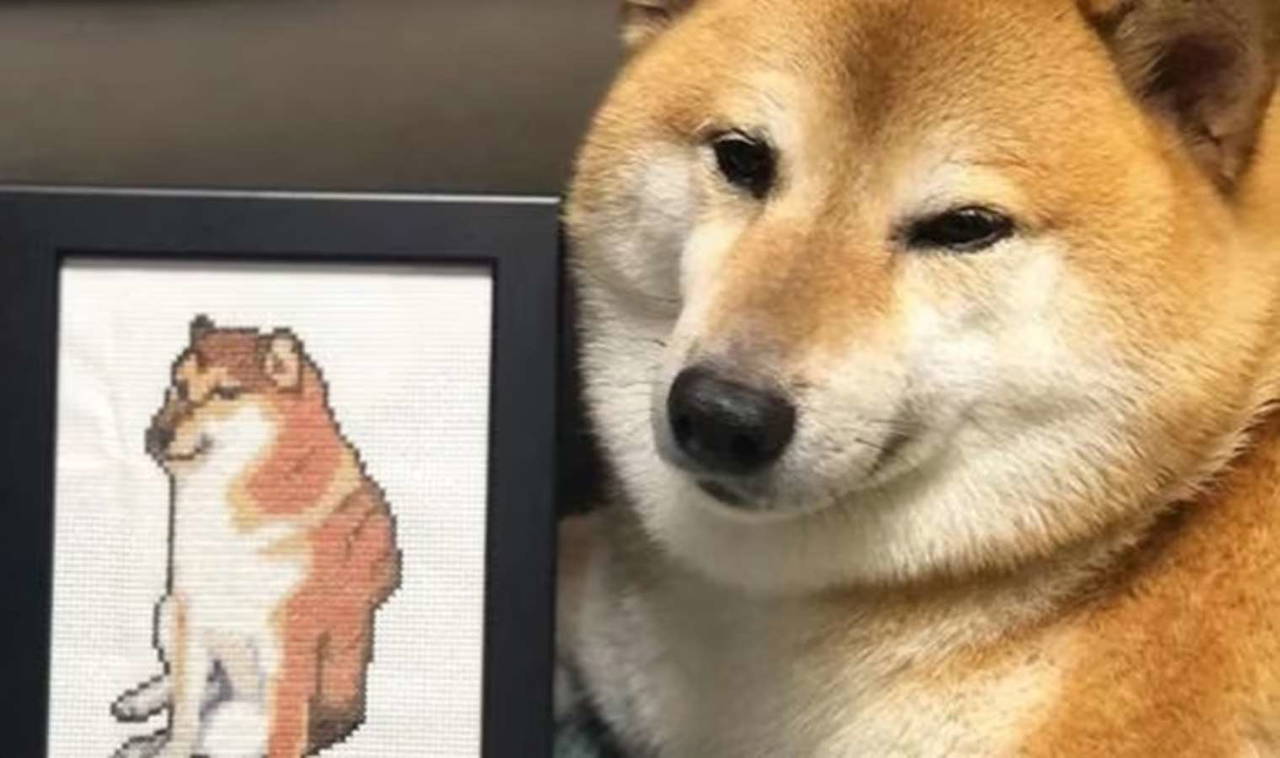 'İnternet meme'lerinin ünlü köpeği 'Cheems Balltze' hayatını kaybetti