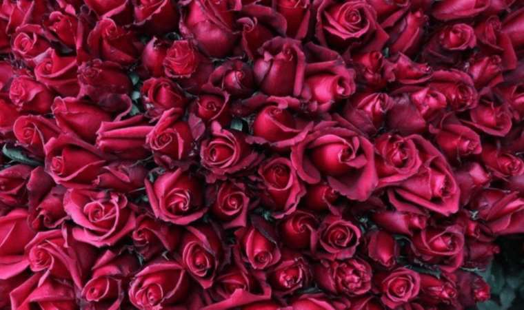 Turke Rosa 10 Usage Forms of Turkish Rose - Son Dakika Cumhuriyet Daily Haberleri ...