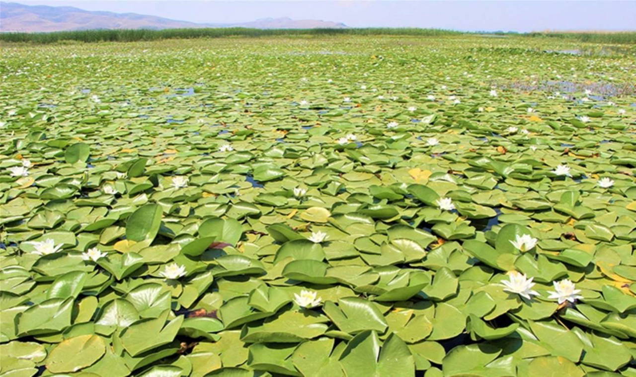 Dünyanın en kısa IQ testi: Katılımcıların yüzde 83'ü çuvallıyor!