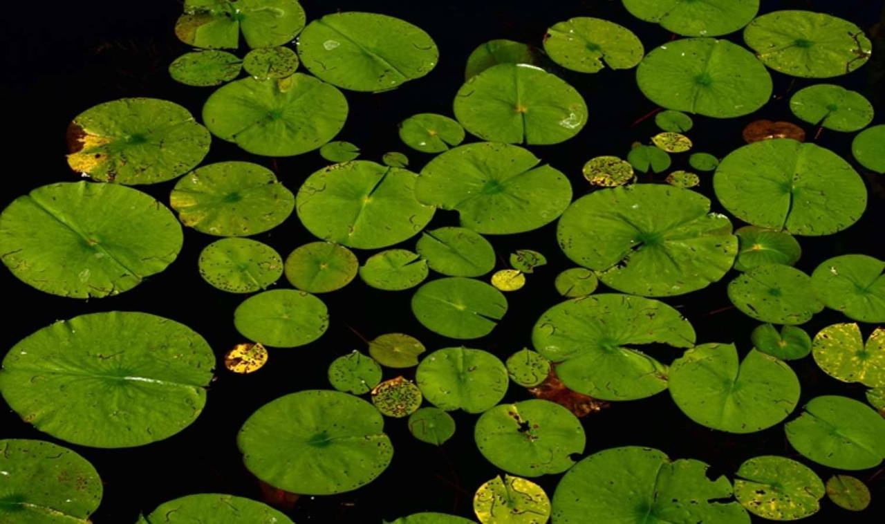 Dünyanın en kısa IQ testi: Katılımcıların yüzde 83'ü çuvallıyor!