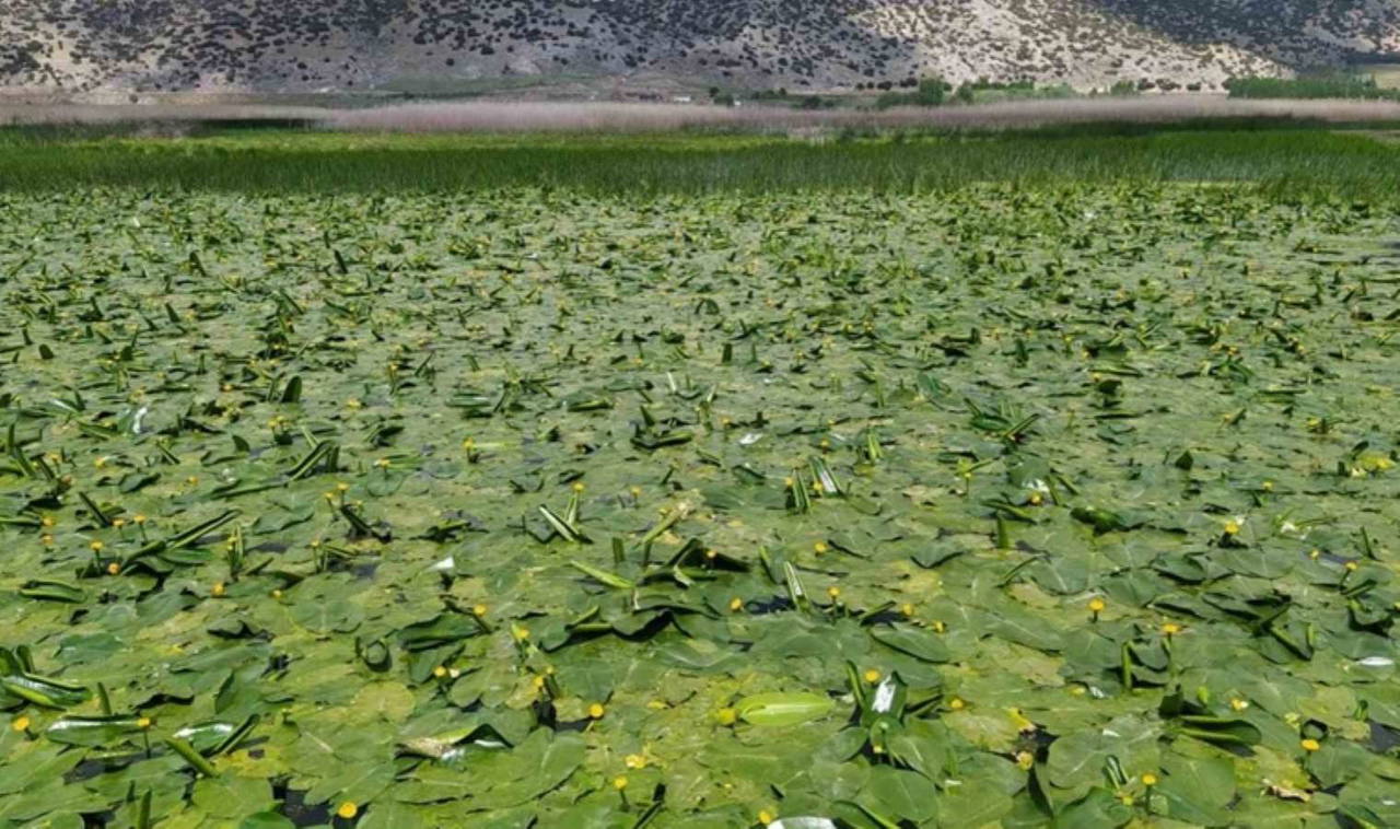 Dünyanın en kısa IQ testi: Katılımcıların yüzde 83'ü çuvallıyor!