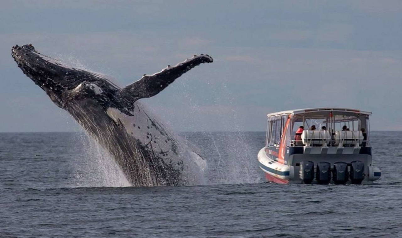 Amazon ormanında bulunan ölü balinanın gizemi