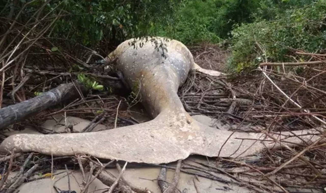 Amazon ormanında bulunan ölü balinanın gizemi