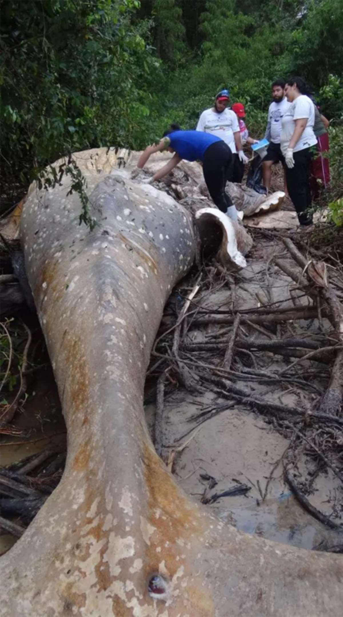 Amazon ormanında bulunan ölü balinanın gizemi
