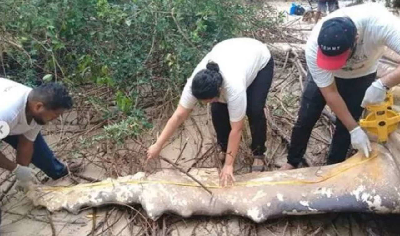 Amazon ormanında bulunan ölü balinanın gizemi