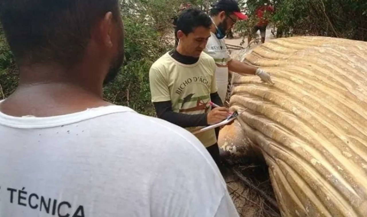 Amazon ormanında bulunan ölü balinanın gizemi