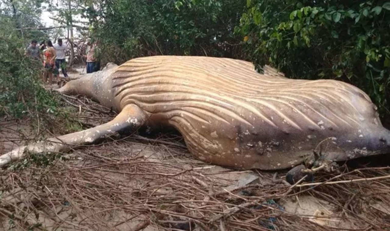 Amazon ormanında bulunan ölü balinanın gizemi