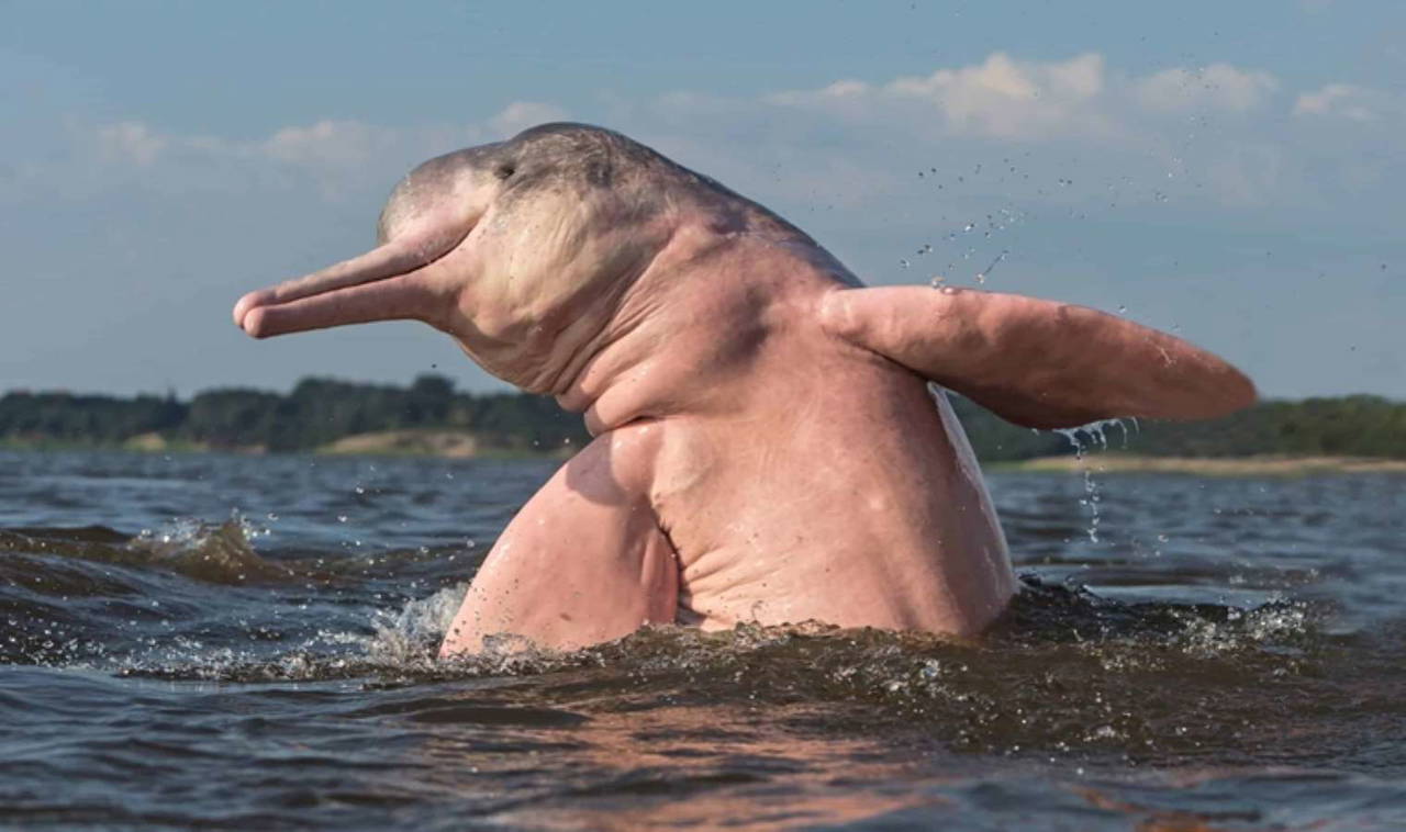 Amazon ormanında bulunan ölü balinanın gizemi