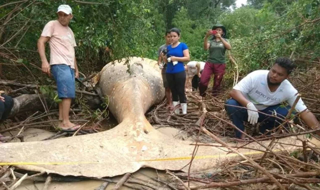 Amazon ormanında bulunan ölü balinanın gizemi