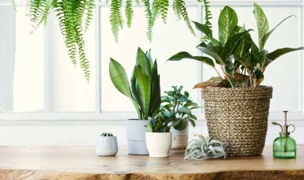 NASA araştırması: Evinizdeki kötü havadan anında kurtulacaksınız!