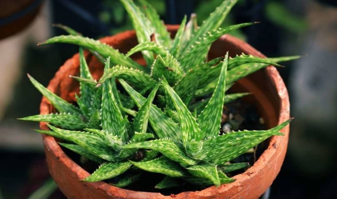 Saç sağlığınızı destekleyerek dökülmelerin önüne geçin: Saçları gürleştiren 3 etkili doğal yöntem