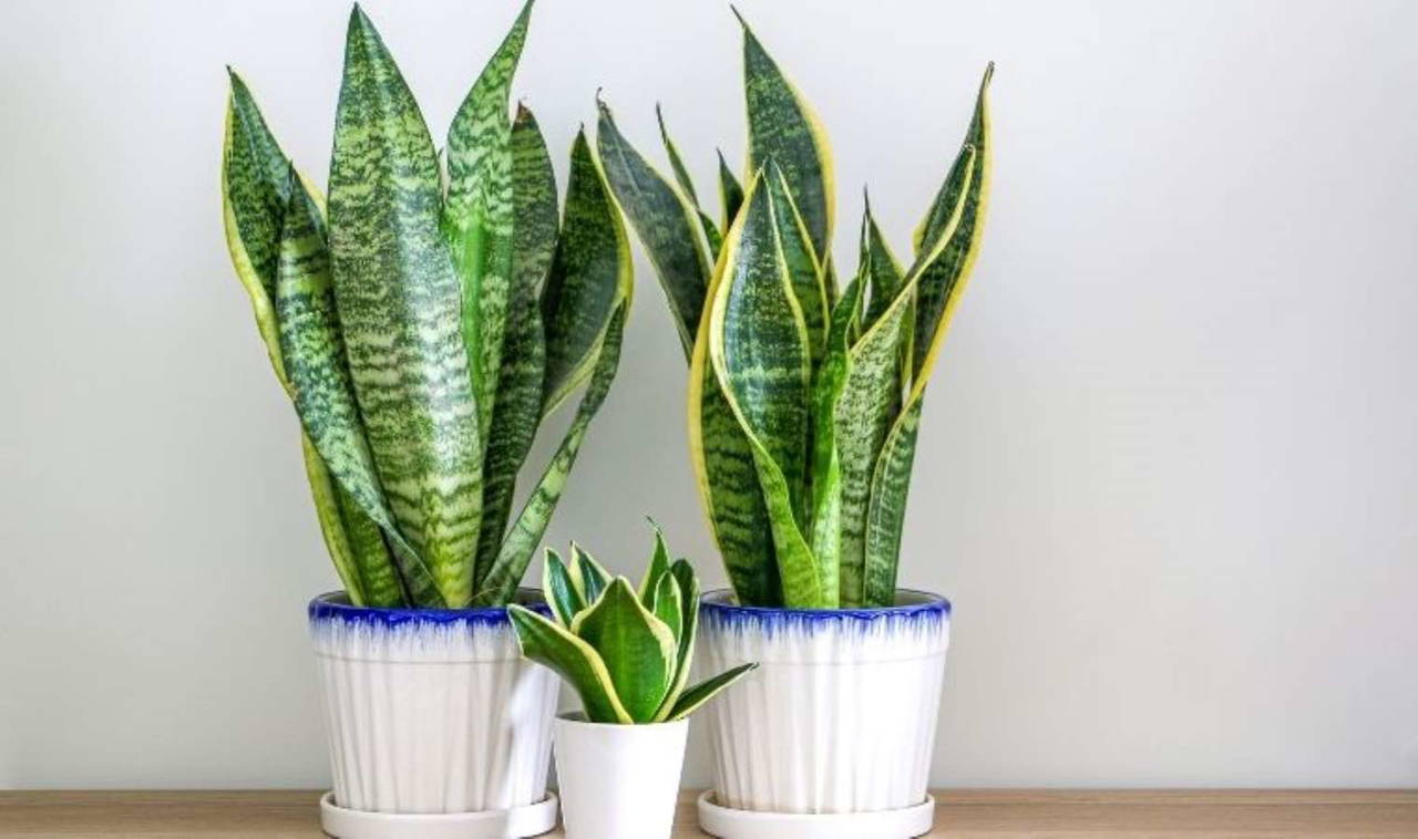 NASA araştırması: Evinizdeki kötü havadan anında kurtulacaksınız!