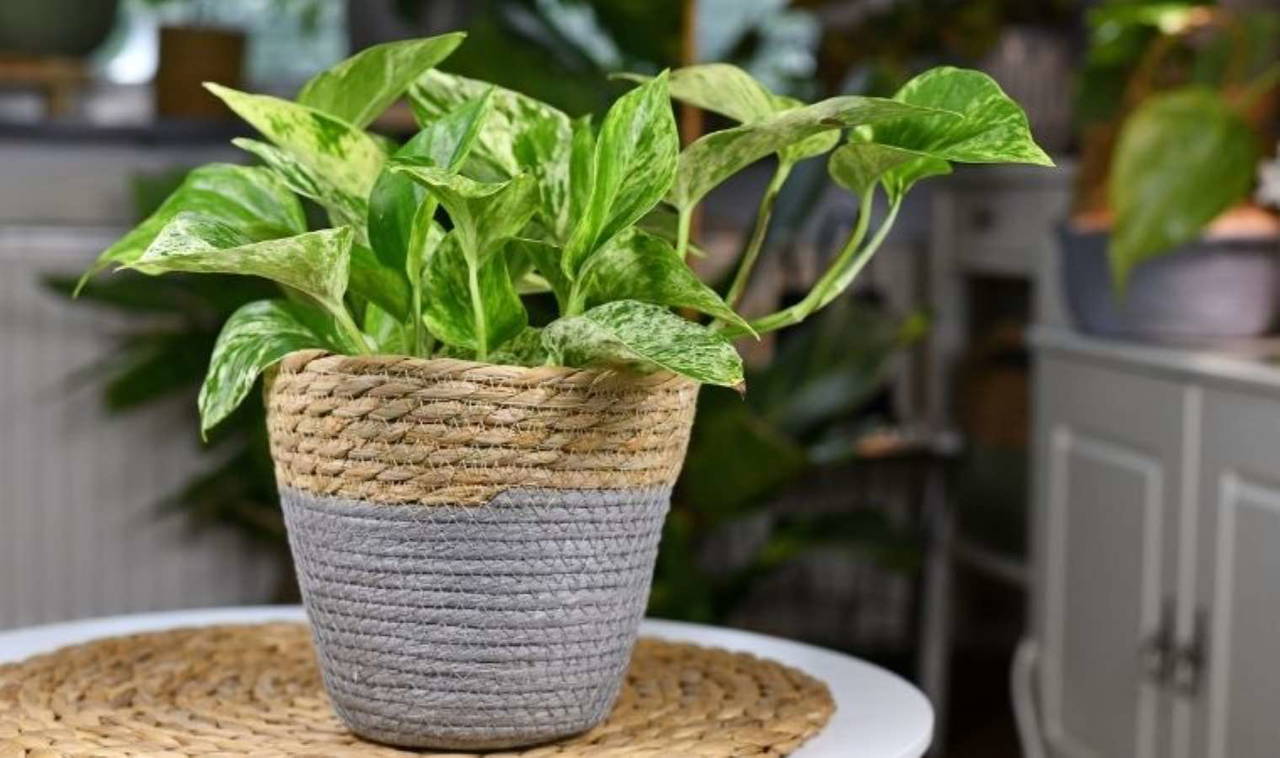 NASA araştırması: Evinizdeki kötü havadan anında kurtulacaksınız!