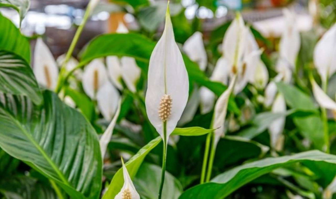 NASA araştırması: Evinizdeki kötü havadan anında kurtulacaksınız!