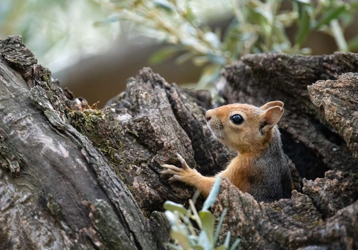 Yıllar önce Türkiye'de yaşamış ancak şimdi ise nesli tükenen hayvanlar
