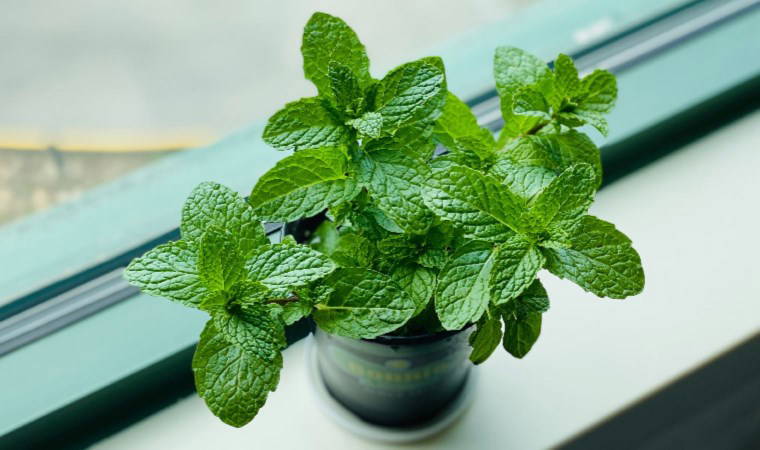 Mide ağrılarına son veriyor, bakterileri ortadan kaldırıyor: Mide bulantısına iyi gelen 8 besin