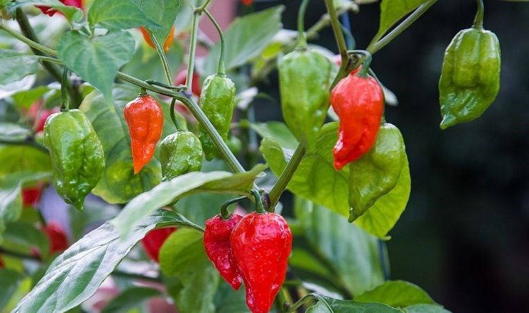 Cesareti olanlar denesin: Dünyanın en acı 7 biberi