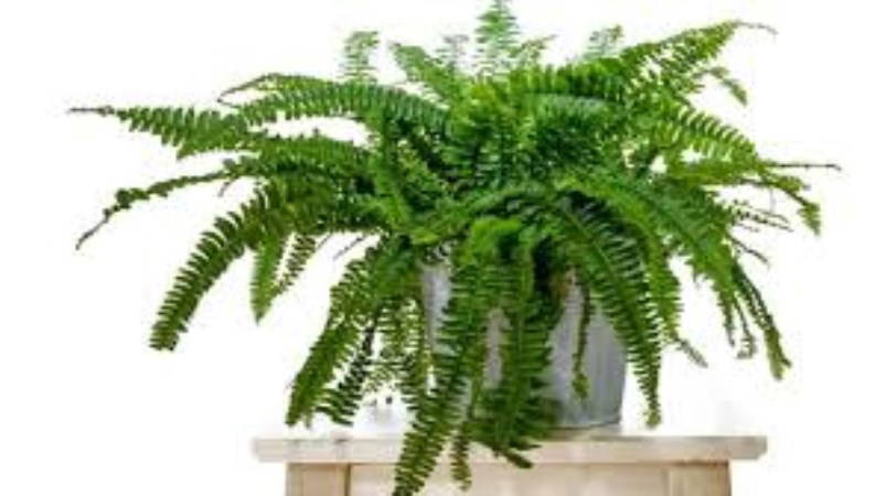 Güneş almayan alanlarda da bitki yetiştirmek mümkün: Karanlık yerlerde bakabileceğiniz 7 ev bitkisi