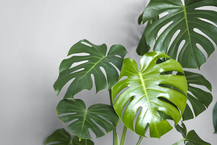 Güneş almayan alanlarda da bitki yetiştirmek mümkün: Karanlık yerlerde bakabileceğiniz 7 ev bitkisi