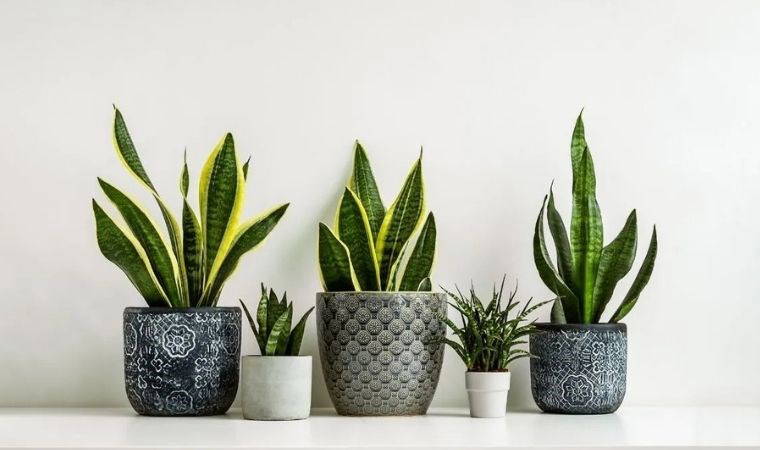 Güneş almayan alanlarda da bitki yetiştirmek mümkün: Karanlık yerlerde bakabileceğiniz 7 ev bitkisi